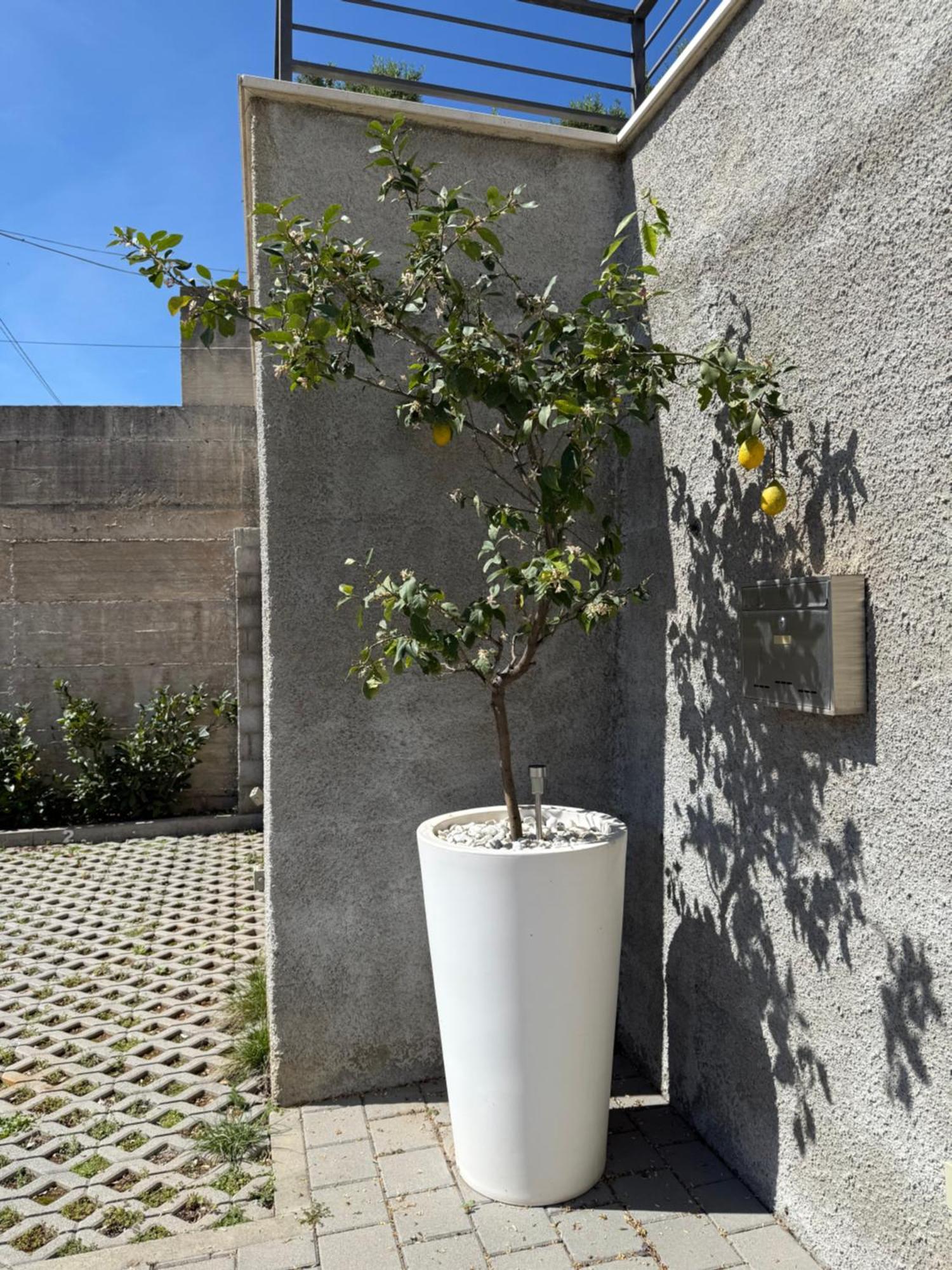 Lemon Tree Dubrovnik Apartments Exterior photo